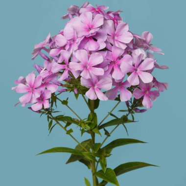 Mavi arka planda izole edilmiş pembe phlox enfloresansı.