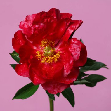 Pembe arka planda izole edilmiş parlak kırmızı şakayık rengi.