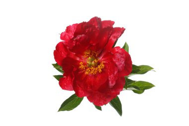 Beyaz arkaplanda izole edilmiş parlak kırmızı şakayık rengi.