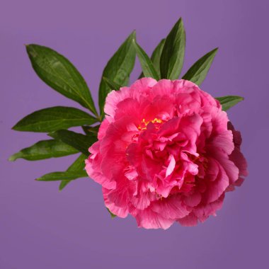 Mor arka planda izole edilmiş parlak pembe şakayık çiçeği..