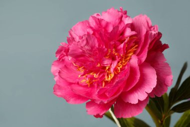 Mor nane arkaplanda izole edilmiş parlak pembe şakayık çiçeği.