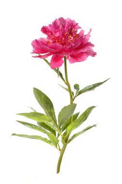 Beyaz bir nane renginde izole edilmiş parlak pembe şakayık çiçeği..