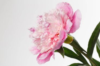 Nazikçe pembe şakayık çiçeği beyaz arka planda izole edilmiş.