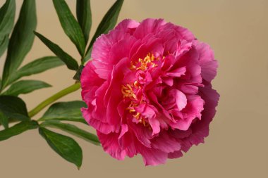 Bej arka planda izole edilmiş parlak pembe şakayık çiçeği..