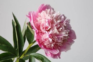 Gri arka planda izole edilmiş zarif pembe şakayık çiçeği..