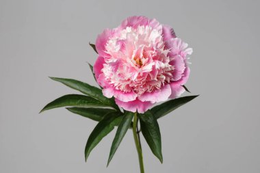 Gri arka planda izole edilmiş zarif pembe şakayık çiçeği..