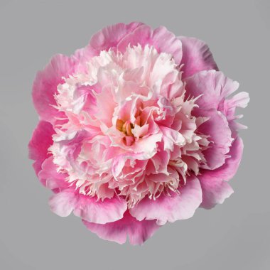 Gri arka planda izole edilmiş zarif pembe şakayık çiçeği..