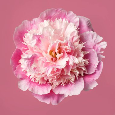 Pembe arka planda izole edilmiş zarif pembe şakayık çiçeği..