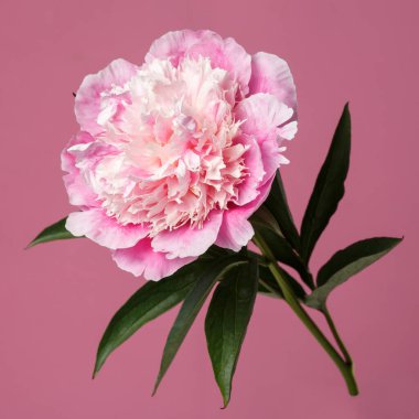 Pembe arka planda izole edilmiş zarif pembe şakayık çiçeği..