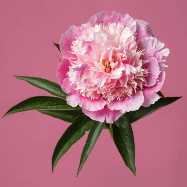 Pembe arka planda izole edilmiş zarif pembe şakayık çiçeği..