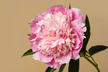 Bej bir arka planda izole edilmiş zarif pembe şakayık çiçeği..