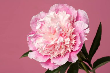 Pembe arka planda izole edilmiş zarif pembe şakayık çiçeği..