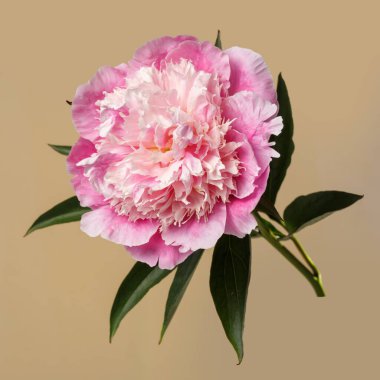 Bej bir arka planda izole edilmiş zarif pembe şakayık çiçeği..