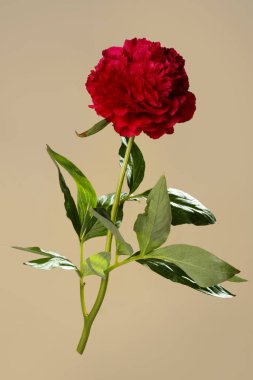 Bej arkaplanda izole edilmiş parlak kırmızı şakayık çiçeği.