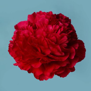 Parlak kırmızı şakayık çiçeği mavi bir arkaplanda izole edilmiş..