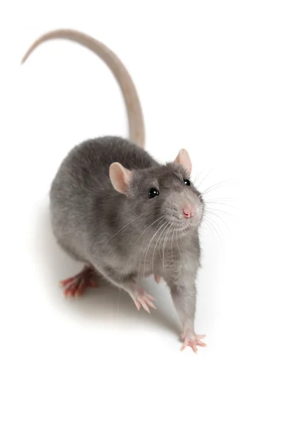 Gray rat isolated on white background — Stock Photo, Image