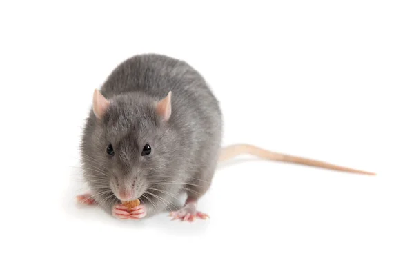 Gray rat isolated on white background — Stock Photo, Image