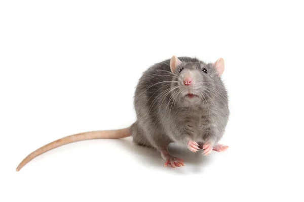 Gray rat isolated on white background — Stock Photo, Image