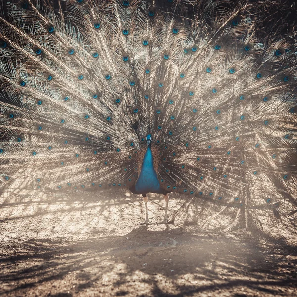 Peacock tonen zijn staart schot tegen — Stockfoto