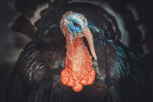 Portrait of a turkey in dark colors — Stock Photo, Image