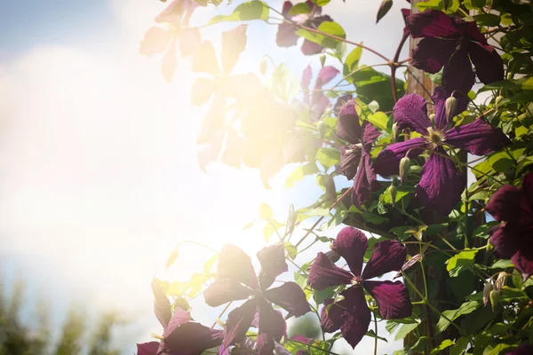 Floral background of dark purple clematis — Stock Photo, Image