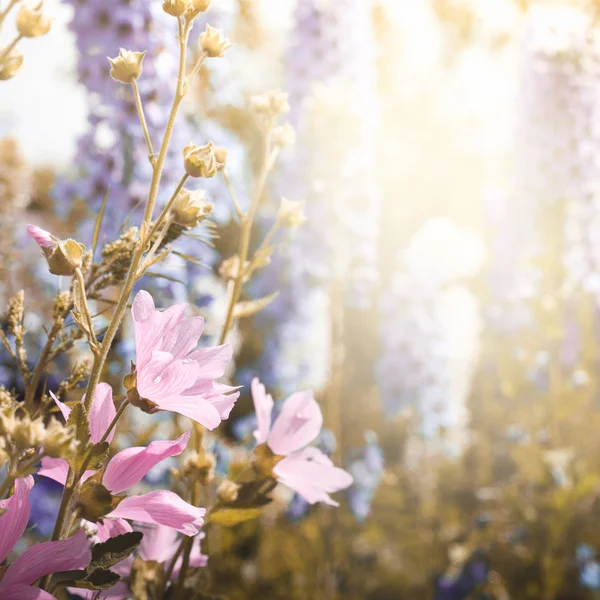 Kényes virág háttér rózsaszín mályvarózsa — Stock Fotó
