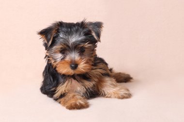 Yorkshire terrier köpek yavrusu bej renkli bir arka plan üzerinde izole