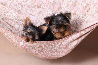 İki sevimli Yorkshire Terrier köpek bej bir hamak