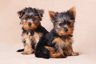 Yorkshire Terrier bej renkli bir arka plan üzerinde izole