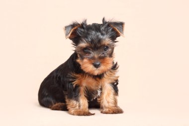 Bej renkli bir arka plan üzerinde izole köpek yavrusu Yorkshire korkunç