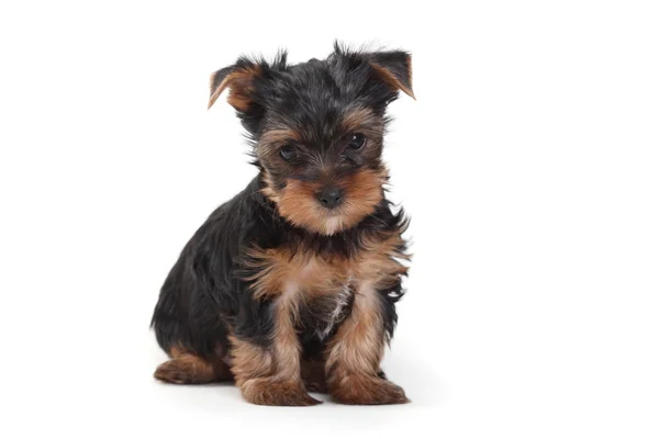 Yorkshire terrier puppy isolated on white background — Stock Photo, Image