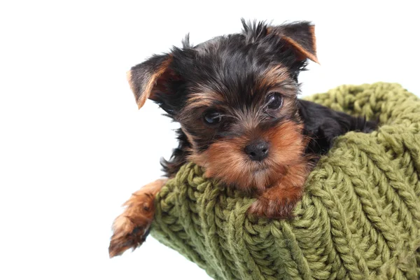 Yorkshire Terrier köpeği beyaz arka planda izole edilmiş. — Stok fotoğraf