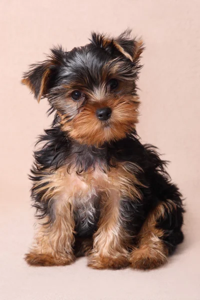 灰褐色的背景上孤立的小狗约克夏犬 — 图库照片