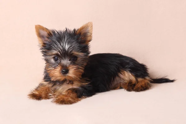 Yorkshire terrier puppy is isolated on a beige background — Stock Photo, Image