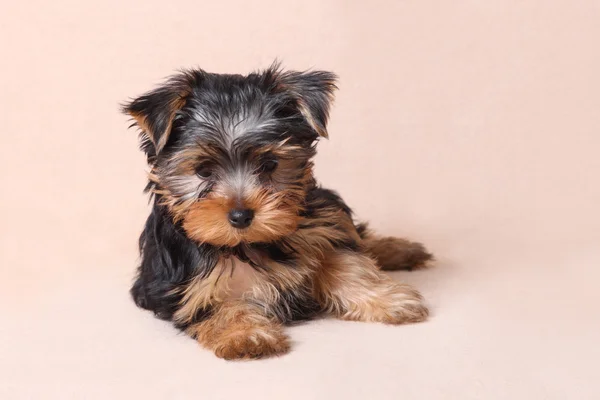 Yorkshire terrier köpek yavrusu bej renkli bir arka plan üzerinde izole — Stok fotoğraf