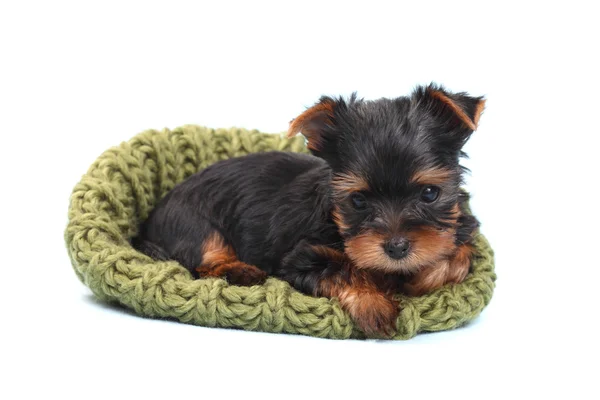 Yorkshire Terrier köpeği beyaz arka planda izole edilmiş. — Stok fotoğraf