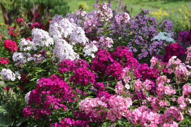 Çok renkli phlox farklı çeşitleri