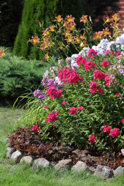 flowerbed çiçekli phlox bahçede