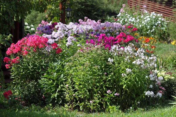 Разноцветная клумба цветущая флокс в саду — стоковое фото
