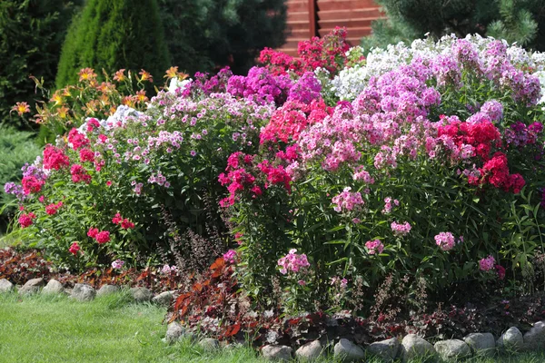 Flowerbed bloei phlox in de tuin — Stockfoto