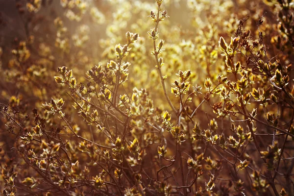 Lila grenar med unga blad i vårsolen — Stockfoto