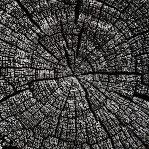 Eski kesim günlükleri yıllık halkalar ile kırık — Stok fotoğraf