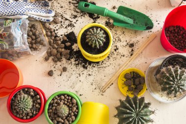 Kaktüs renkli tencere