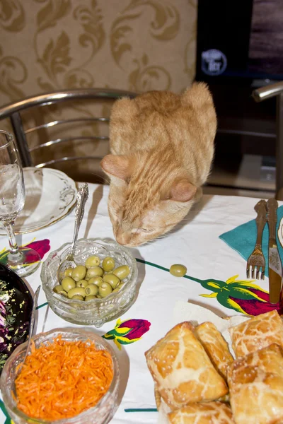 kedi masada