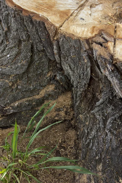 Holzstruktur — Stockfoto