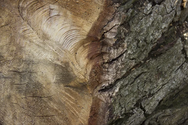 Holzstruktur — Stockfoto