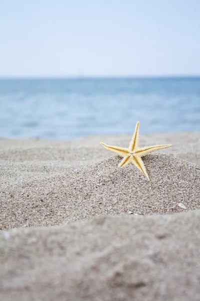 Schelpen door de zee — Stockfoto