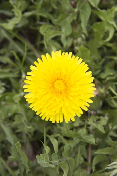 Bir çiçek — Stok fotoğraf