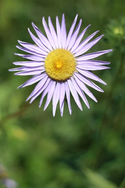 Один цветок — стоковое фото