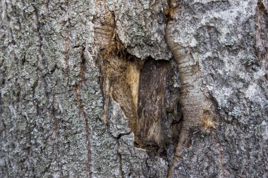 ahşap yapı ağacı